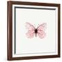 Pink Butterfly-PhotoINC-Framed Photographic Print