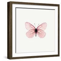 Pink Butterfly-PhotoINC-Framed Photographic Print