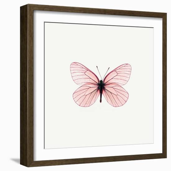 Pink Butterfly-PhotoINC-Framed Photographic Print