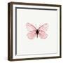 Pink Butterfly-PhotoINC-Framed Photographic Print