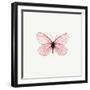 Pink Butterfly-PhotoINC-Framed Photographic Print