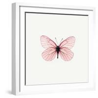 Pink Butterfly-PhotoINC-Framed Photographic Print