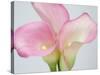 Pink Calla Lilies-Jamie & Judy Wild-Stretched Canvas