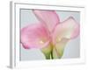 Pink Calla Lilies-Jamie & Judy Wild-Framed Photographic Print