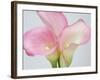 Pink Calla Lilies-Jamie & Judy Wild-Framed Photographic Print