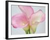 Pink Calla Lilies-Jamie & Judy Wild-Framed Photographic Print