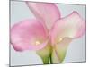 Pink Calla Lilies-Jamie & Judy Wild-Mounted Photographic Print