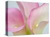 Pink Calla Lilies-Jamie & Judy Wild-Stretched Canvas