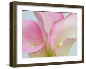 Pink Calla Lilies-Jamie & Judy Wild-Framed Premium Photographic Print