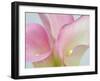 Pink Calla Lilies-Jamie & Judy Wild-Framed Premium Photographic Print