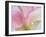 Pink Calla Lilies-Jamie & Judy Wild-Framed Premium Photographic Print