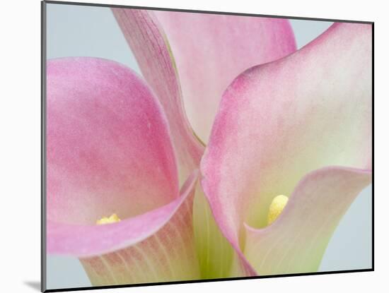 Pink Calla Lilies-Jamie & Judy Wild-Mounted Premium Photographic Print