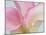 Pink Calla Lilies-Jamie & Judy Wild-Mounted Premium Photographic Print