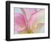 Pink Calla Lilies-Jamie & Judy Wild-Framed Photographic Print