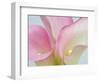 Pink Calla Lilies-Jamie & Judy Wild-Framed Photographic Print