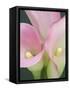 Pink Calla Lilies-Jamie & Judy Wild-Framed Stretched Canvas