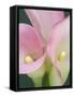 Pink Calla Lilies-Jamie & Judy Wild-Framed Stretched Canvas