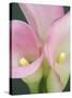 Pink Calla Lilies-Jamie & Judy Wild-Stretched Canvas