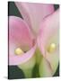 Pink Calla Lilies-Jamie & Judy Wild-Stretched Canvas