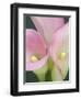 Pink Calla Lilies-Jamie & Judy Wild-Framed Photographic Print