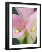 Pink Calla Lilies-Jamie & Judy Wild-Framed Photographic Print