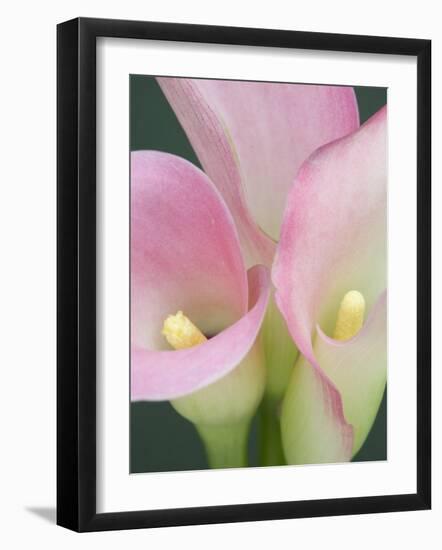 Pink Calla Lilies-Jamie & Judy Wild-Framed Photographic Print