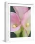 Pink Calla Lilies-Jamie & Judy Wild-Framed Photographic Print