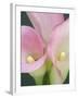 Pink Calla Lilies-Jamie & Judy Wild-Framed Photographic Print