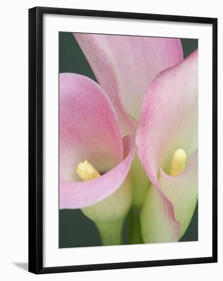 Pink Calla Lilies-Jamie & Judy Wild-Framed Photographic Print