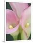 Pink Calla Lilies-Jamie & Judy Wild-Framed Photographic Print