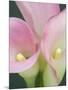 Pink Calla Lilies-Jamie & Judy Wild-Mounted Photographic Print