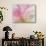 Pink Calla Lilies-Jamie & Judy Wild-Stretched Canvas displayed on a wall