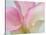 Pink Calla Lilies-Jamie & Judy Wild-Stretched Canvas