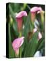 Pink Calla Lily Flowers-Michelle Garrett-Stretched Canvas