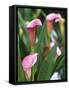 Pink Calla Lily Flowers-Michelle Garrett-Framed Stretched Canvas