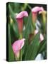 Pink Calla Lily Flowers-Michelle Garrett-Stretched Canvas