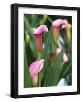 Pink Calla Lily Flowers-Michelle Garrett-Framed Photographic Print