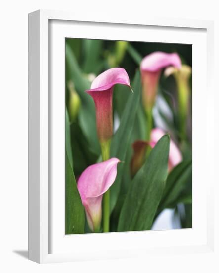 Pink Calla Lily Flowers-Michelle Garrett-Framed Photographic Print