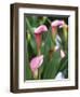 Pink Calla Lily Flowers-Michelle Garrett-Framed Photographic Print