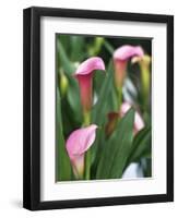 Pink Calla Lily Flowers-Michelle Garrett-Framed Photographic Print