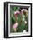 Pink Calla Lily Flowers-Michelle Garrett-Framed Photographic Print