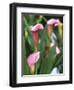 Pink Calla Lily Flowers-Michelle Garrett-Framed Photographic Print