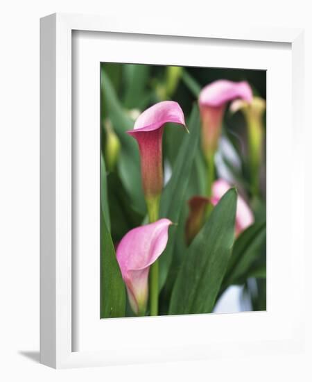 Pink Calla Lily Flowers-Michelle Garrett-Framed Photographic Print