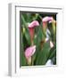 Pink Calla Lily Flowers-Michelle Garrett-Framed Photographic Print