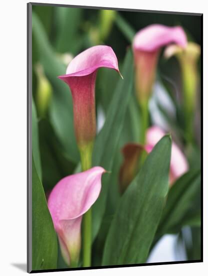 Pink Calla Lily Flowers-Michelle Garrett-Mounted Photographic Print