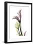 Pink Calla Lily Portrait-Albert Koetsier-Framed Premium Giclee Print