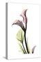 Pink Calla Lily Portrait-Albert Koetsier-Stretched Canvas