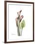 Pink Calla Lily Portrait-Albert Koetsier-Framed Premium Giclee Print