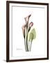 Pink Calla Lily Portrait-Albert Koetsier-Framed Premium Giclee Print