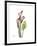 Pink Calla Lily Portrait-Albert Koetsier-Framed Premium Giclee Print